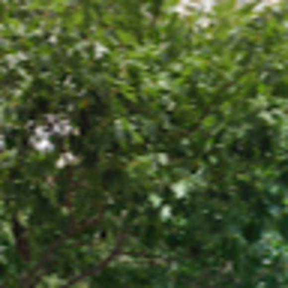 Meet your Posher, Ava - Picture 1 of 1